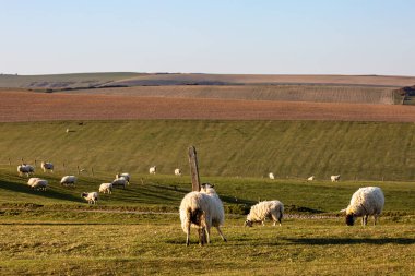 South Downs 'da bir koyun Post' a sürtünüyor.