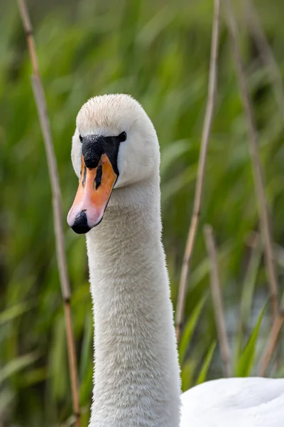 Närbild Stum Svan Med Ett Grunt Djup Fältet — Stockfoto