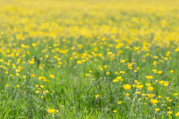 Una Fotografia Full Frame Campo Ranuncoli Una Soleggiata Giornata Primaverile — Foto Stock