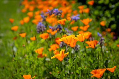 An abundance of Californian Poppies growing in a flowerbed clipart