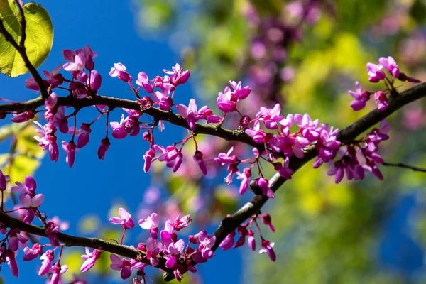 Deep Pink Flowers Judas Tree Cercis Siliquastrum Springtime — Stock Photo, Image