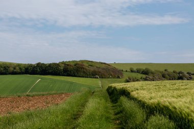Güney Downs 'da yetişen yeşil tahıl tarlaları yaz gününün erken saatlerinde