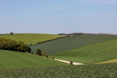 Yaz günü Sussex 'te yeşil alanlar