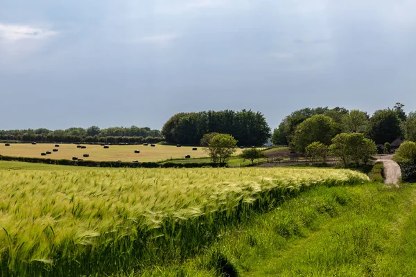 Culturas Cereais Verdes Que Crescem Campo Sussex Início Verão — Fotografia de Stock
