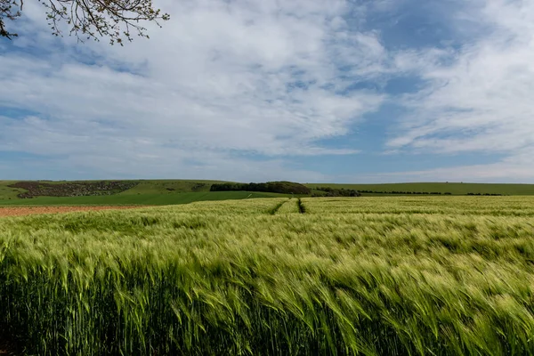 Vue Sur Champ Cultures Céréalières Dans Sussex Début Été — Photo