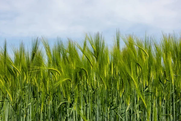 Grüne Getreidekulturen Frühsommer — Stockfoto
