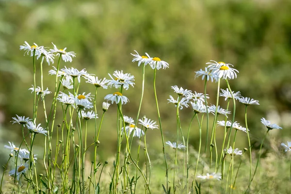 Margaridas Oxeye Soprando Brisa Dia Ensolarado Verões — Fotografia de Stock