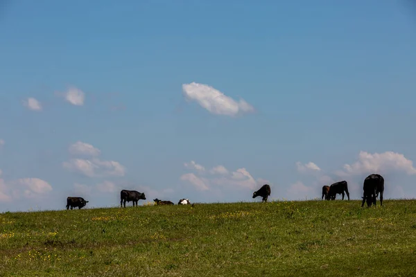 Cows Grazing Hillside Sussex Sunny Spring Day — Stock Photo, Image