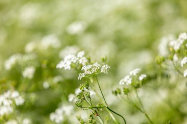Yaz başında maydanozlar sığ bir tarlada yetişiyor.