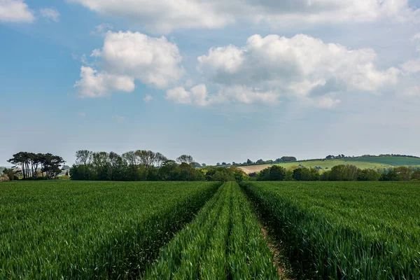 Colture Verdi Nella Campagna Del Sussex Una Soleggiata Giornata Primaverile — Foto Stock