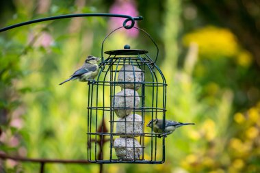 Juvenile Blue Tits Feeding on Fat Balls in a Garden Bird Feeder