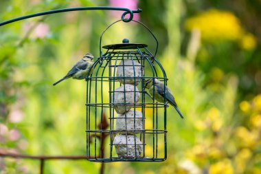 Juvenile Blue Tits Feeding on Fat Balls in a Garden Bird Feeder