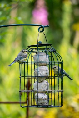 Juvenile Blue Tits Feeding on Fat Balls in a Garden Bird Feeder