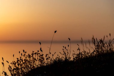 Gölgeli Çimenler Gün Batımında, Okyanus Arkasında