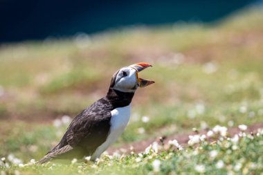 Pembrokeshire kıyısındaki Skomer Adası 'nda bir martı sesleniyor.