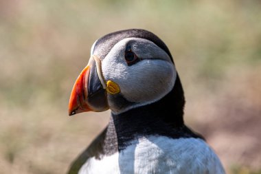 Yüzünde sığ bir alan derinliği olan bir martı resmi.