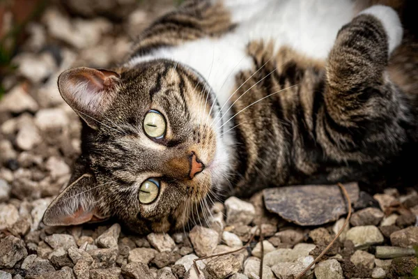 Sırtüstü uzanmış kameraya bakan bir tekir kedi.