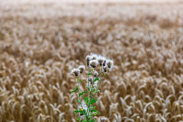 Uma Planta Cardo Crescendo Zona Rural Sussex Com Campo Culturas — Fotografia de Stock