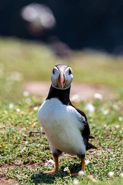 Een Papegaaiduiker Die Naar Camera Kijkt Met Een Ondiepe Scherptediepte — Stockfoto