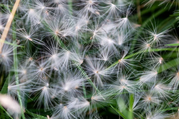 風に吹かれて草の中に広がるタンポポの種 — ストック写真