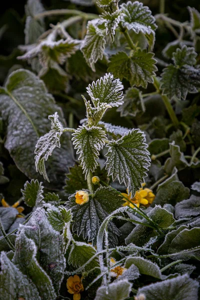 Hojas Ortiga Cubiertas Escarcha Invierno — Foto de Stock