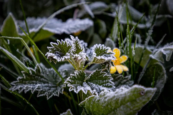 Fagyott Növények Télen — Stock Fotó