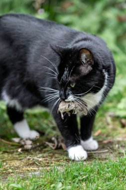 Faresinde fare olan siyah beyaz bir kedi.