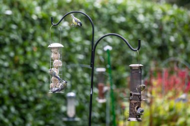 Great tits and blue tits on a bird feeder in an English garden