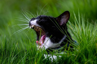 Ağzı açık esneyen bir kedi.