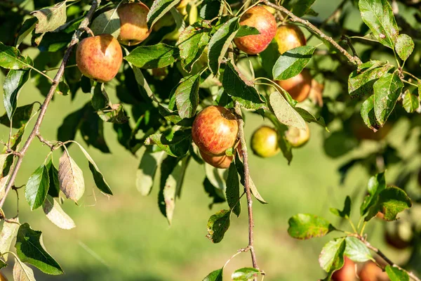 Une Abondance Pommes Sur Arbre Sous Soleil Septembre — Photo