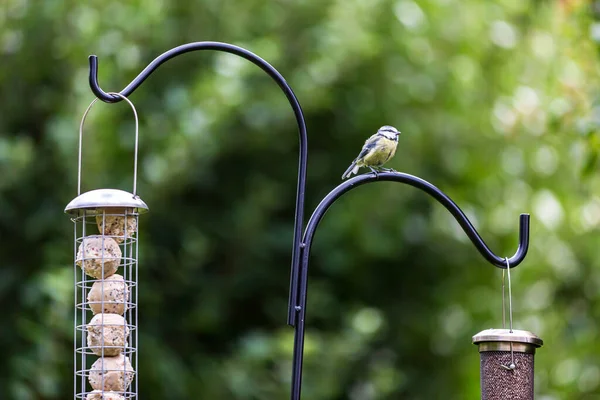 Blue Tit Perched Bird Feeder Garden Summer — Stock Fotó