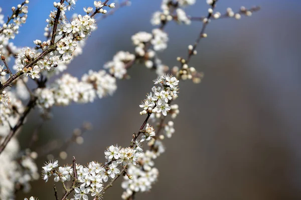 Vårblommor Ett Träd Med Ett Grunt Djup Fält — Stockfoto