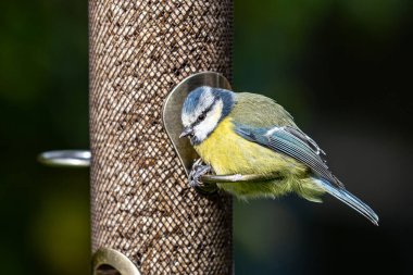 A close up of a blue tit on a bird feeder, with a shallow depth of field