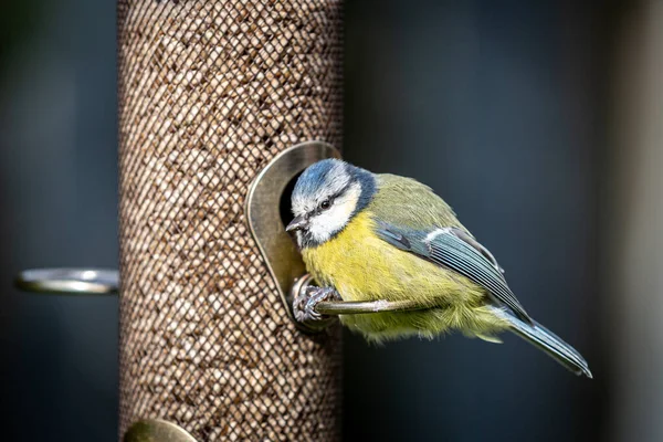 Close Blue Tit Bird Feeder Shallow Depth Field — Stock Fotó