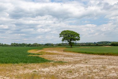 Bir bahar günü Sussex 'te tarım alanında bir ağaç.