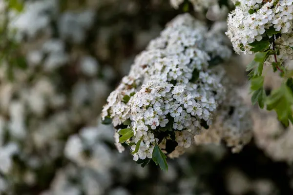 Uma Abundância Flores Espinheiro Primavera Com Uma Profundidade Rasa Campo — Fotografia de Stock