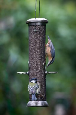 A Great Tit alongside an Upside Down Nuthatch, on a Bird Feeder in a Sussex Garden