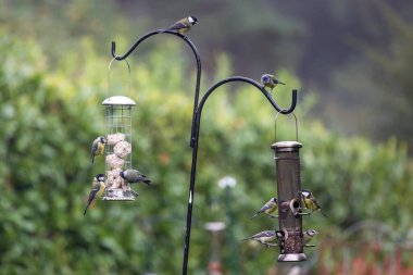 Great tits and blue tits feeding on seeds and suet balls in a Sussex garden