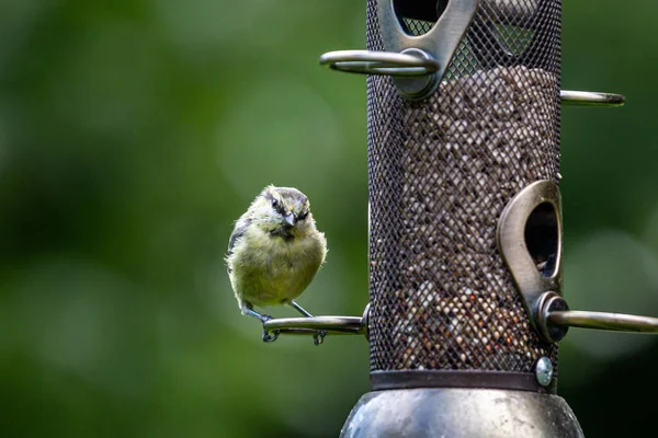 Juvenile Blue Tit Looking Inquisitively Camera — Stockfoto