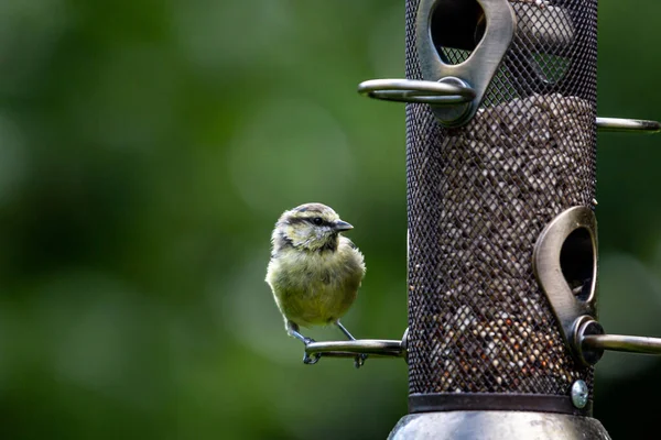 Juvenile Blue Tit Perched Bird Feeder — Stockfoto