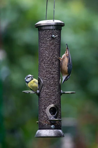 Nuthatch Feeding Upside Alongside Blue Tit Bird Feeder Sussex Garden — Fotografia de Stock