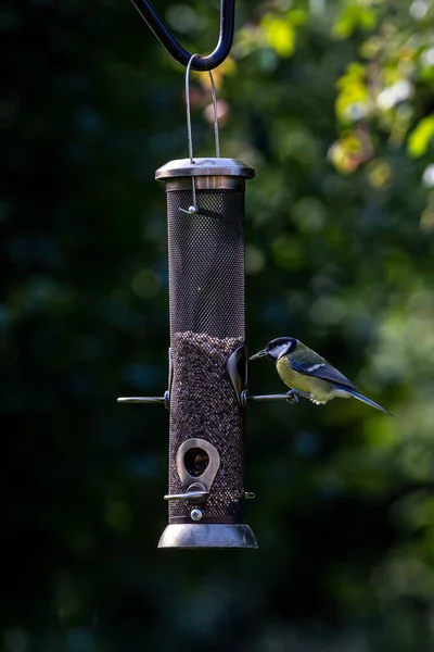 Great Tit Holding Sunflower Seed Whilst Perched Bird Feeder — Stock Fotó