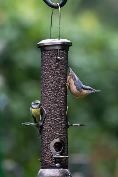 Nuthatch Seed Its Beak Alongside Blue Tit Bird Feeder Sussex — Fotografia de Stock
