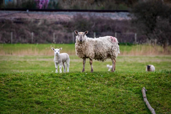 Ein Mutterschaf Und Sein Lamm Der Landschaft Von Sussex Einem — Stockfoto