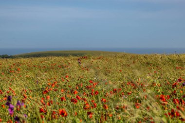 A view over a field of poppies in Woodingdean near Brighton, with a blue sky overhead and the ocean in the distance