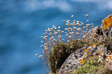 A close up of sea thrift flowers growing on the Cornish coast, with the sea defocused behind