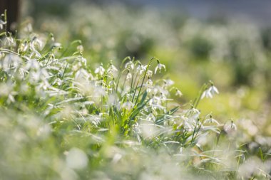 Snowdrops blooming in the sunshine, with a shallow depth of field