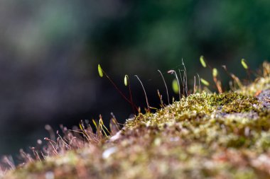 Moss growing in the Sussex countryside, on a spring day