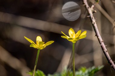 Lesser Celandine flowers blooming on a sunny spring day