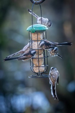 A close up of long-tailed tits eating suet balls on a cold January day